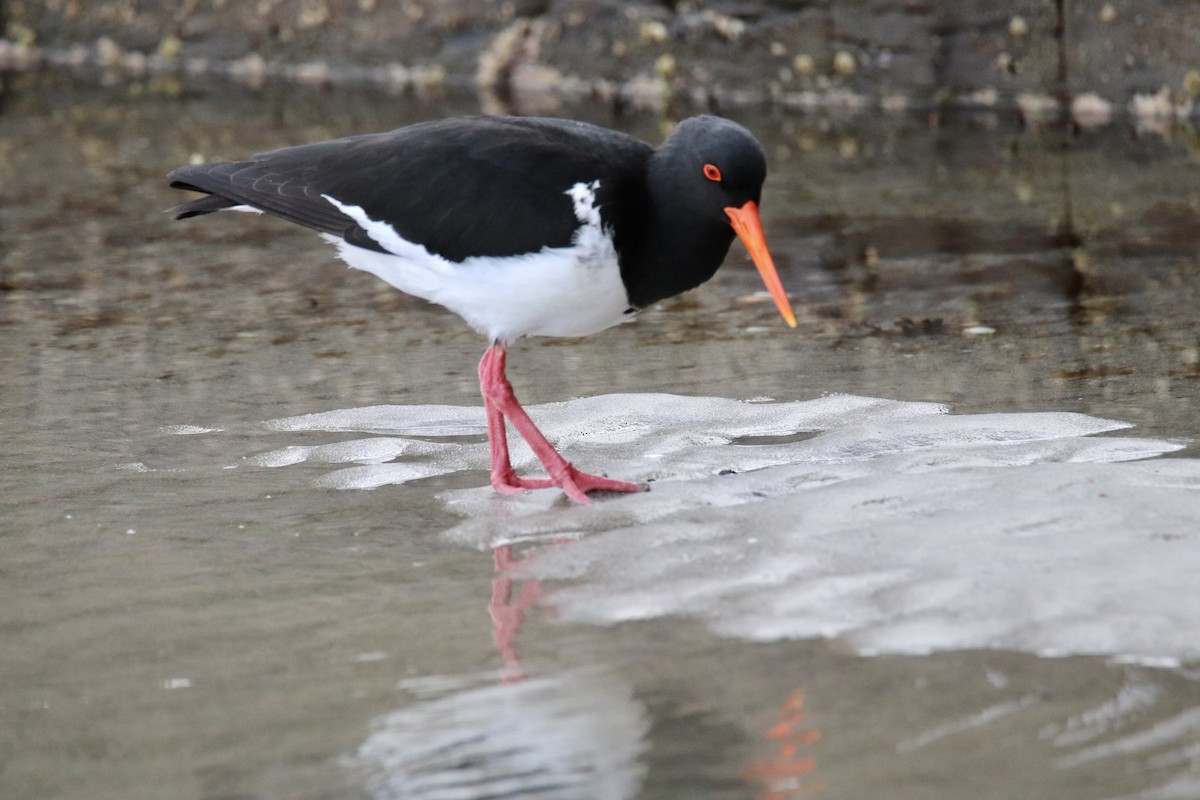 Pied Oystercatcher - ML610989358