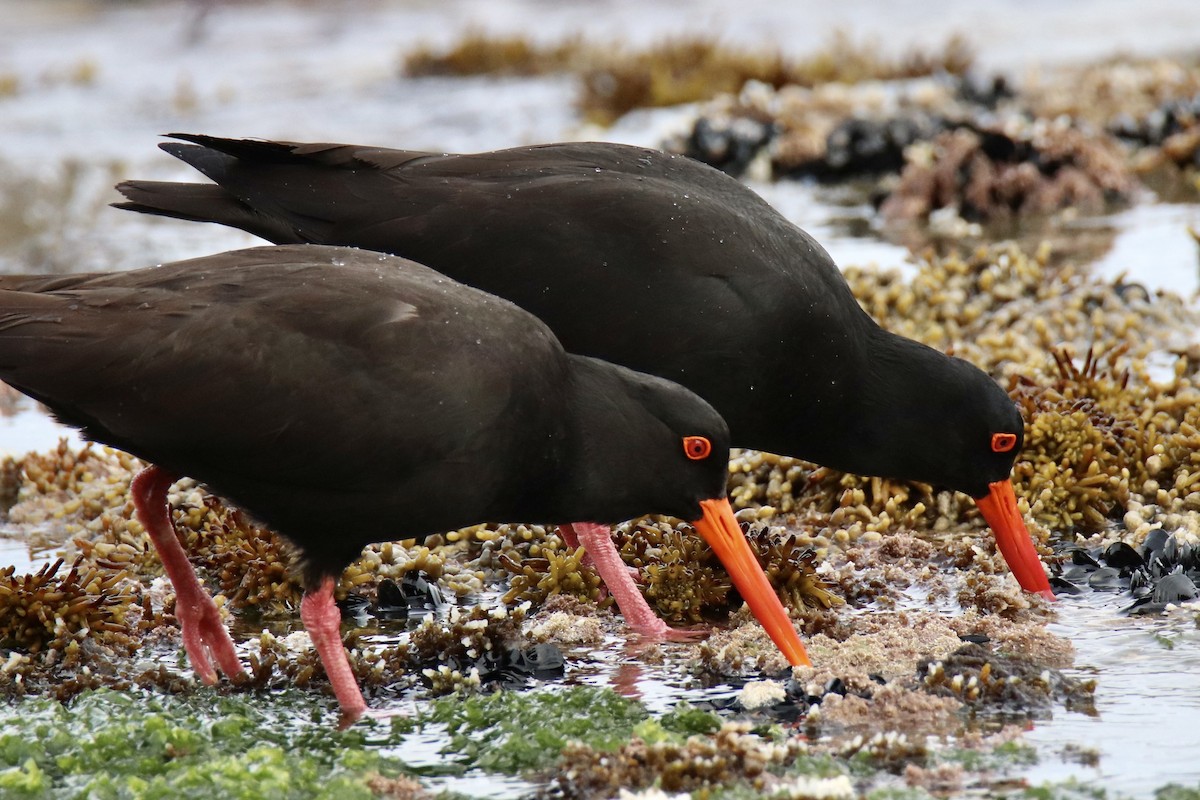 Sooty Oystercatcher - ML610989403