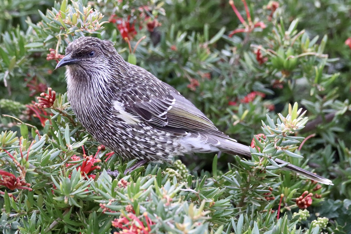 Little Wattlebird - ML610989409