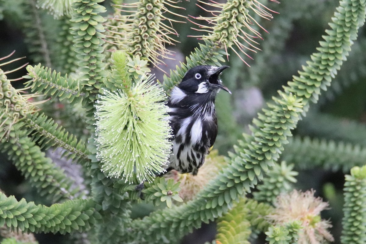 New Holland Honeyeater - ML610989451