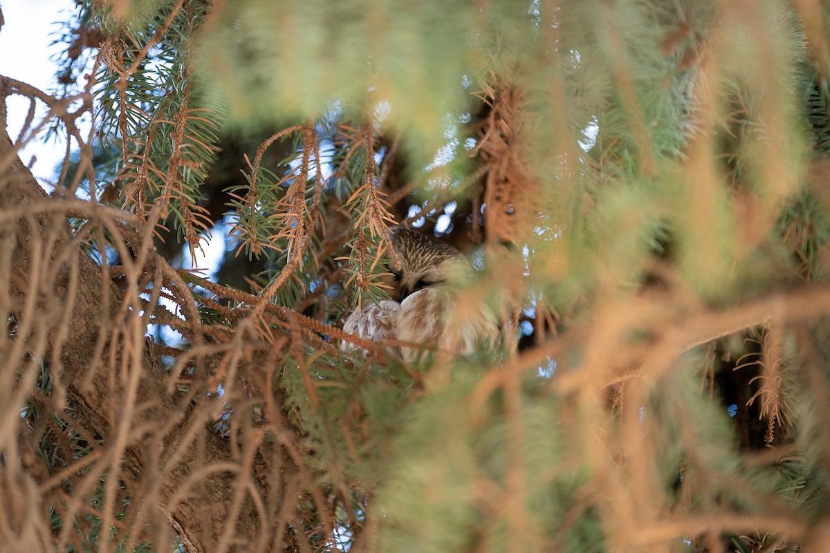 Northern Saw-whet Owl - ML610989472