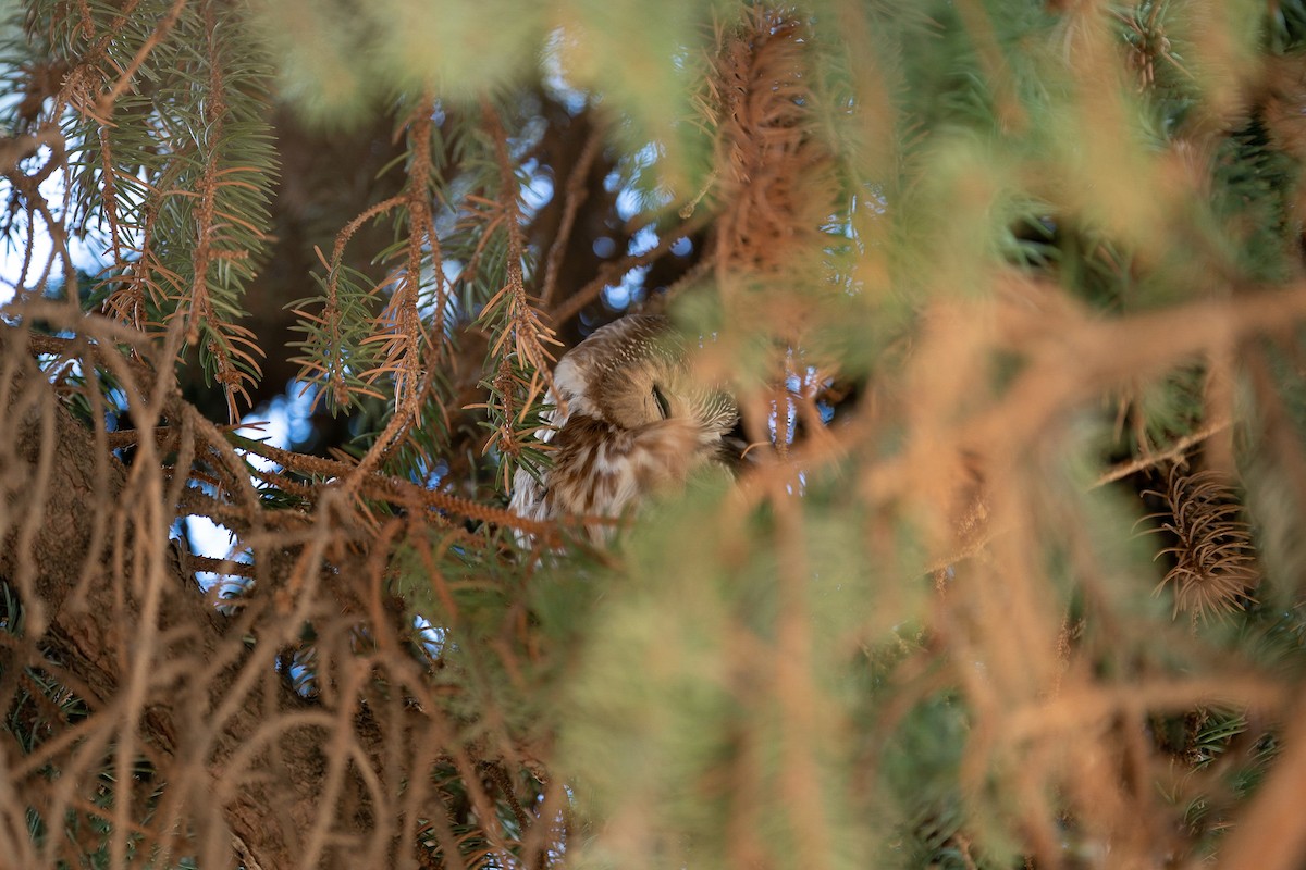 Northern Saw-whet Owl - ML610989473