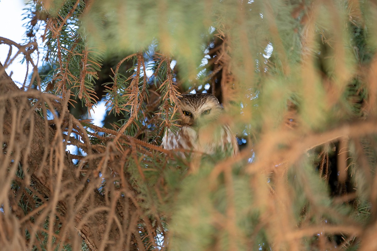Northern Saw-whet Owl - ML610989474