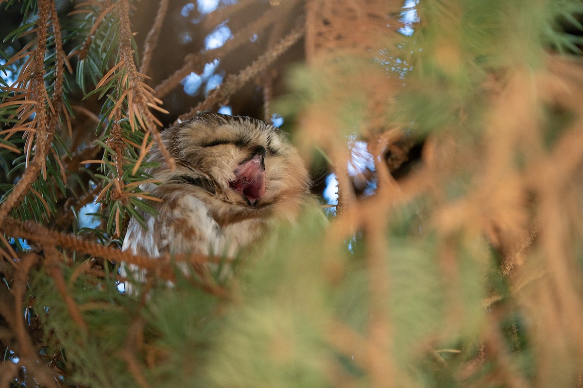 Northern Saw-whet Owl - ML610989475