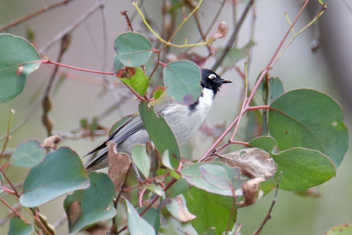 Black-headed Honeyeater - ML610989518