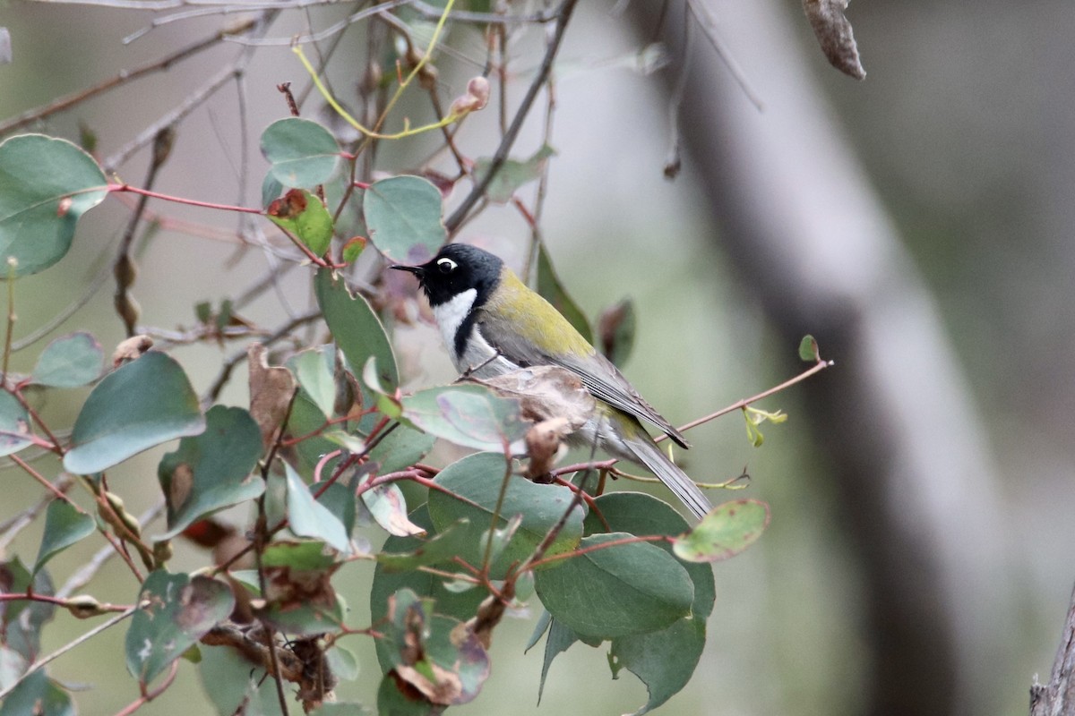 Black-headed Honeyeater - ML610989519