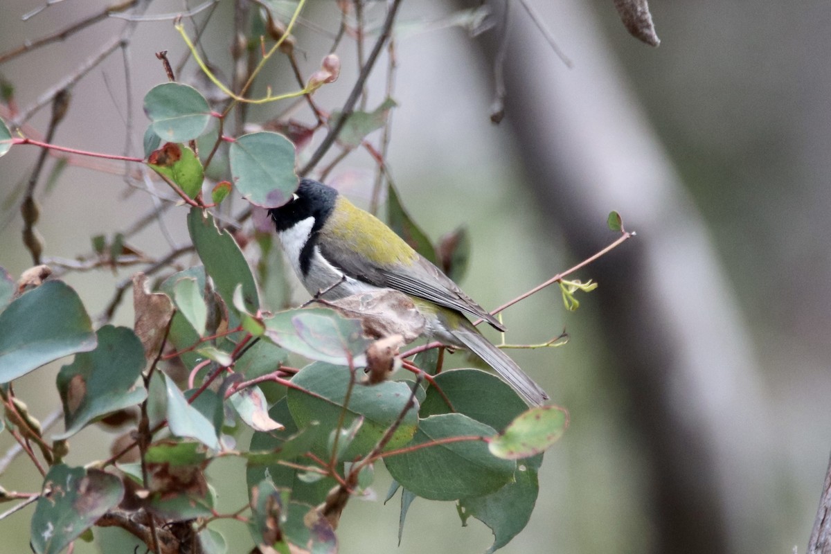 Black-headed Honeyeater - ML610989520