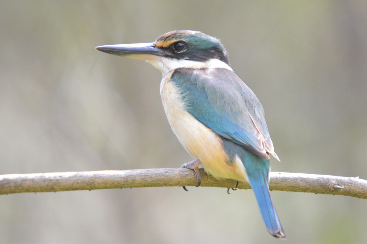 Sacred Kingfisher - ML610989532