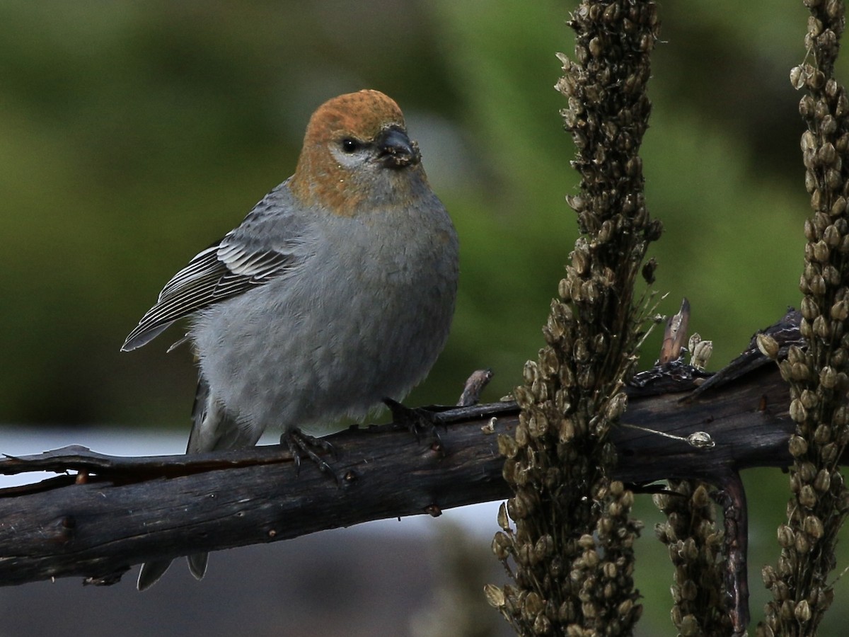 Pine Grosbeak - ML610989605