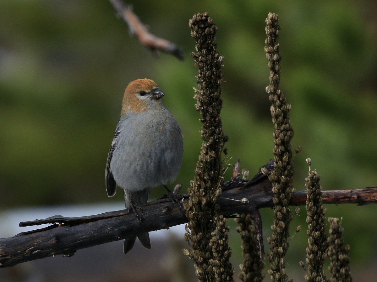 Pine Grosbeak - ML610989611