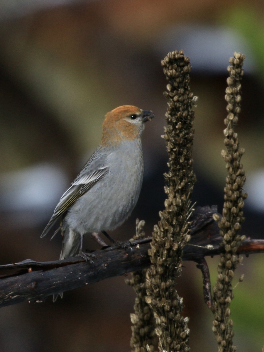 Pine Grosbeak - ML610989613