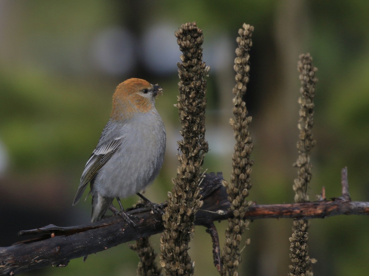 Pine Grosbeak - ML610989616