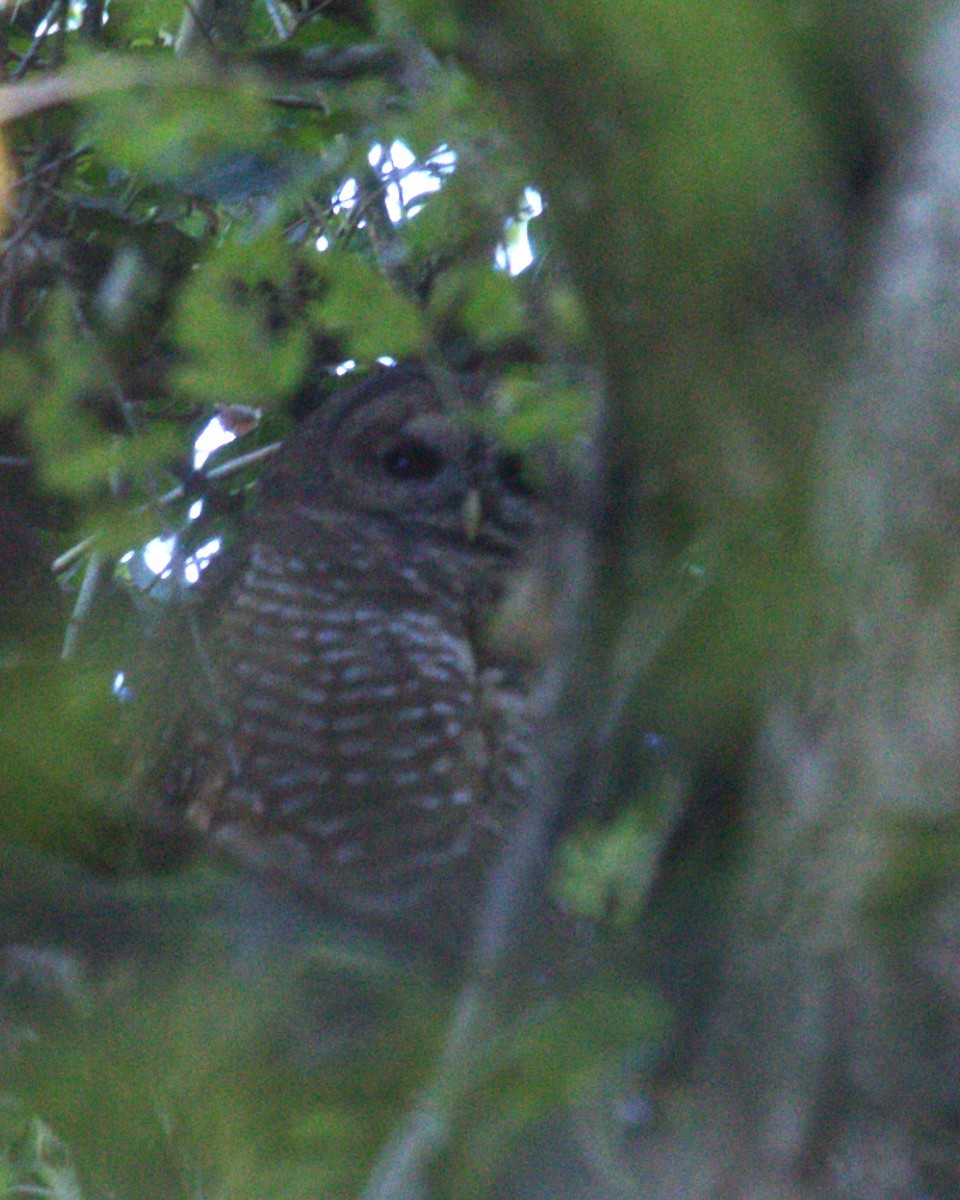 Spotted Owl - Ross Barnes-Rickett