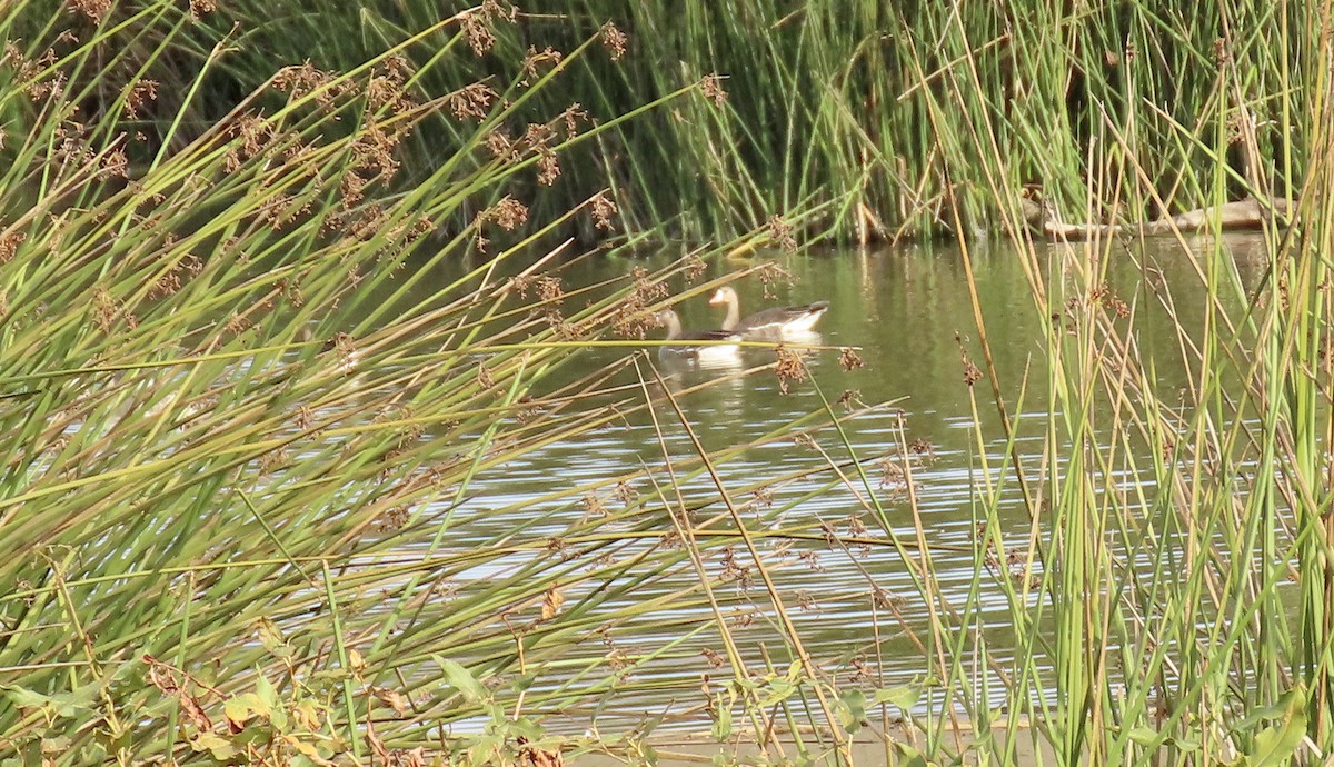 Greater White-fronted Goose - ML610989724