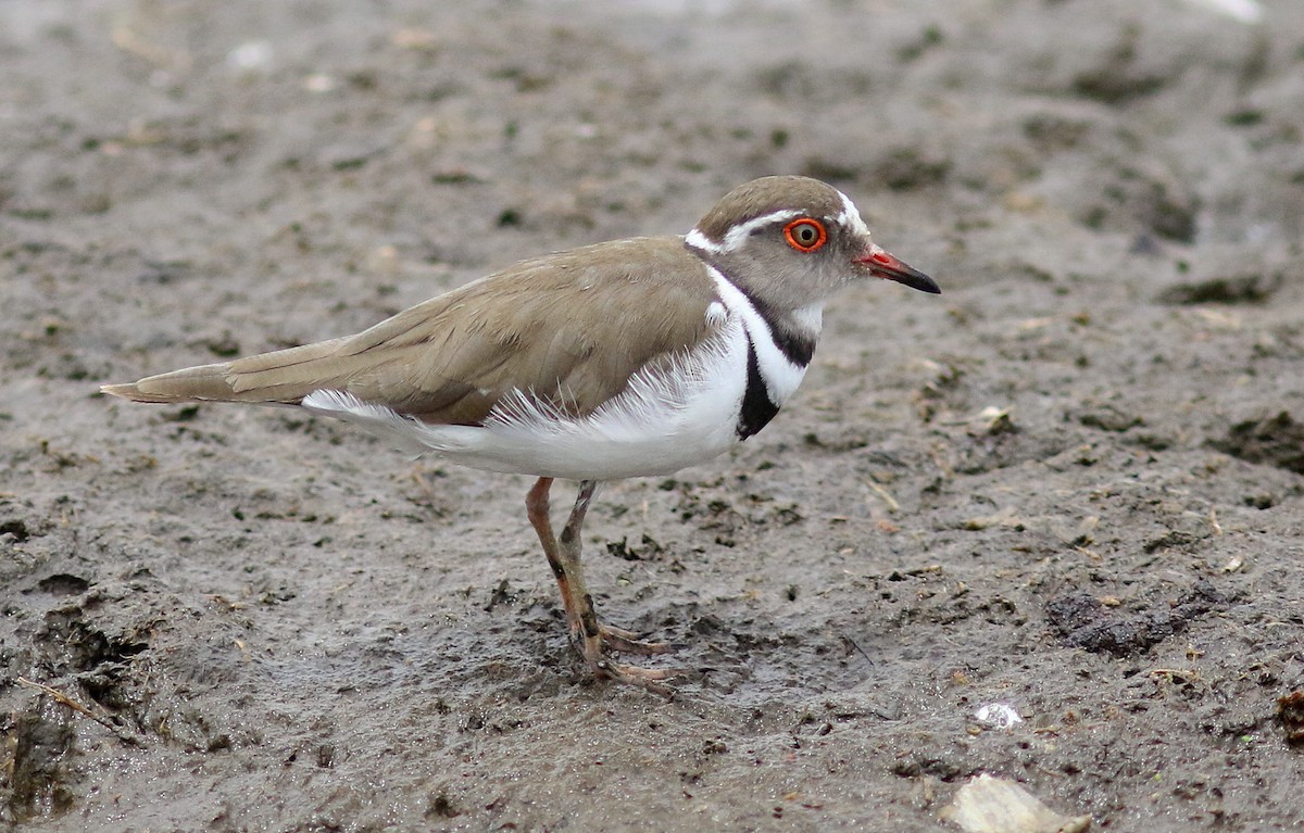 Three-banded Plover (African) - ML610989780