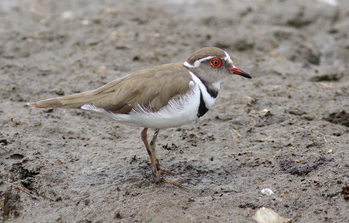 kulík třípásý (ssp. tricollaris) - ML610989780