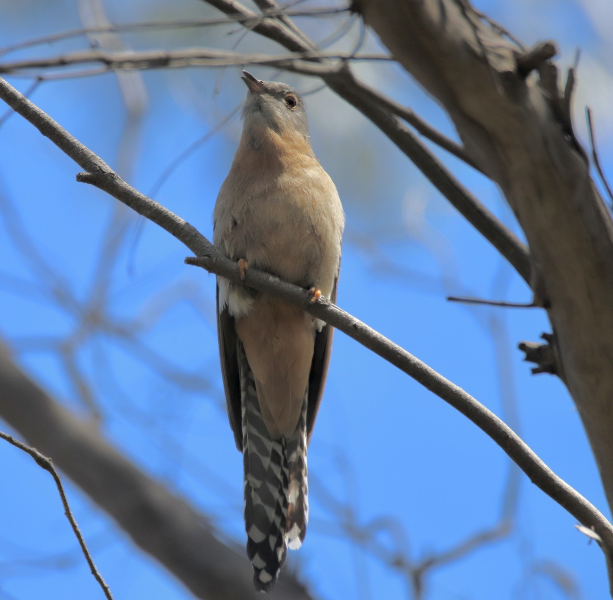 eBird Checklist - 2 Nov 2023 - Inala (restricted access) - 19 species