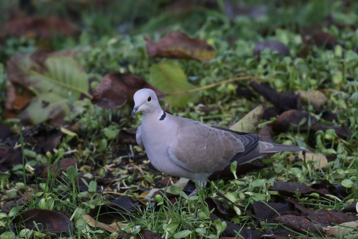 灰斑鳩 - ML610989858