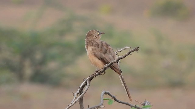 Large Gray Babbler - ML610989874