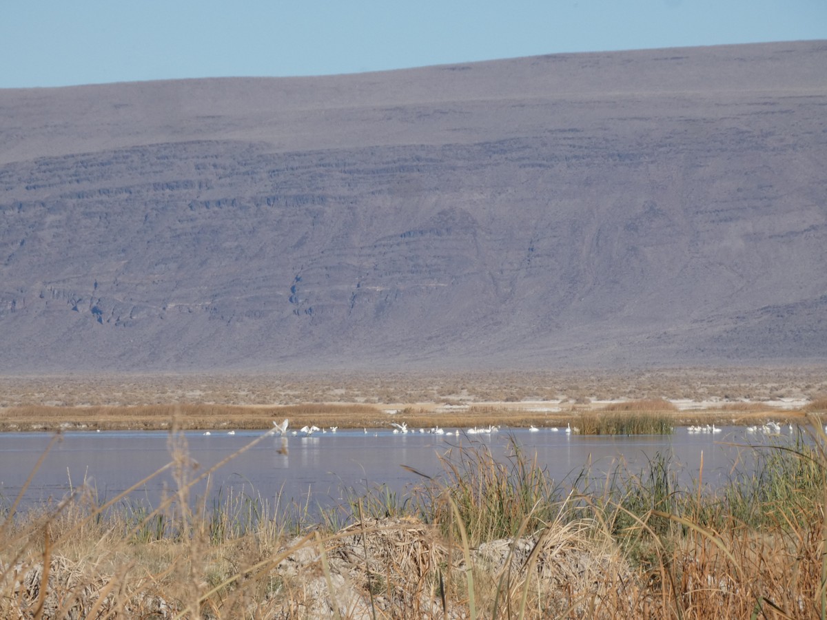 Tundra Swan - ML610989893