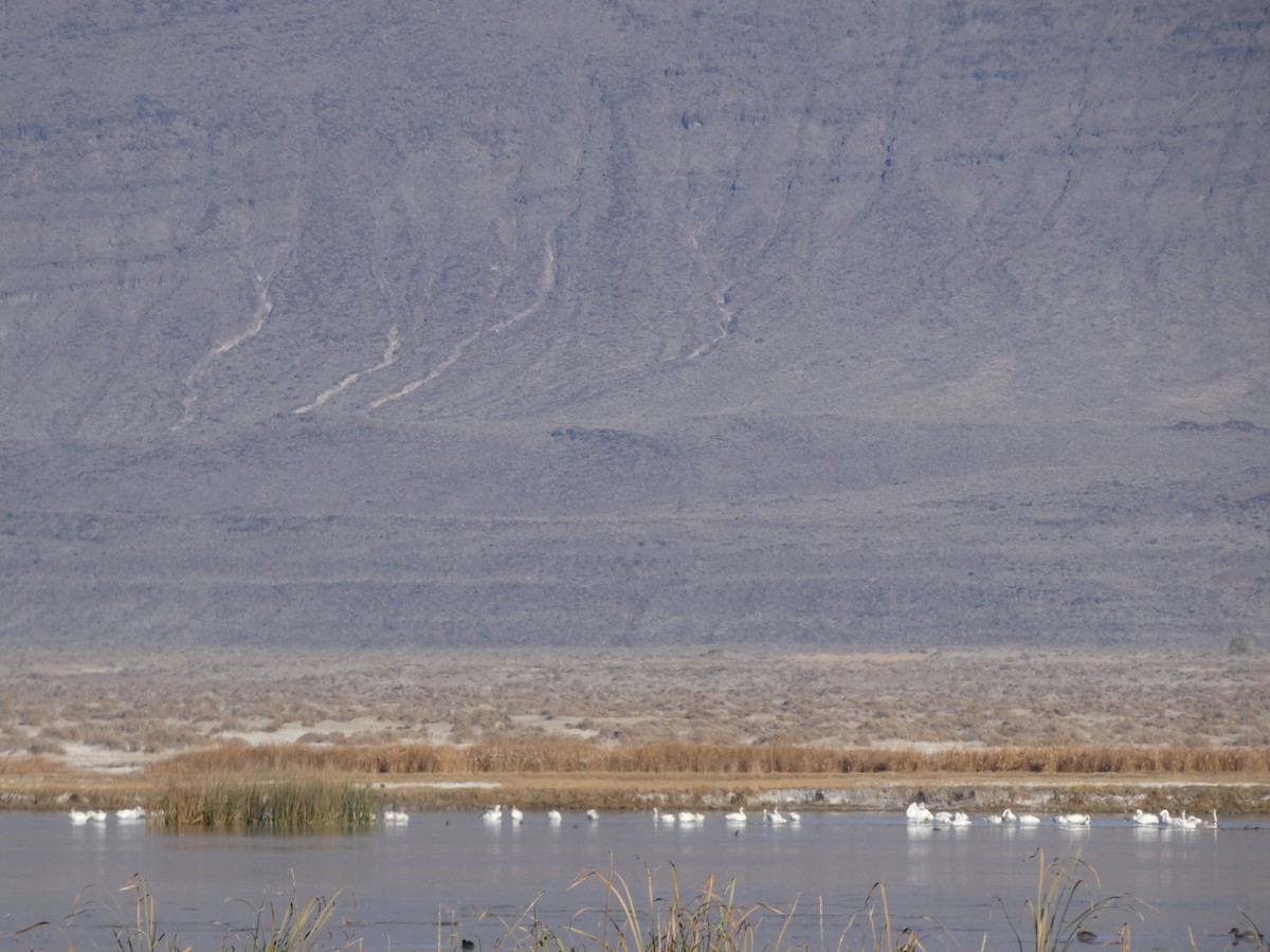 Tundra Swan - ML610989900