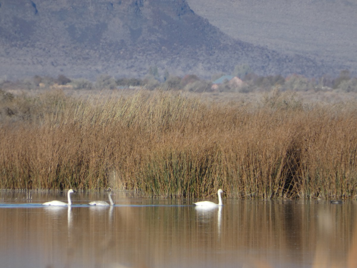Tundra Swan - ML610989901