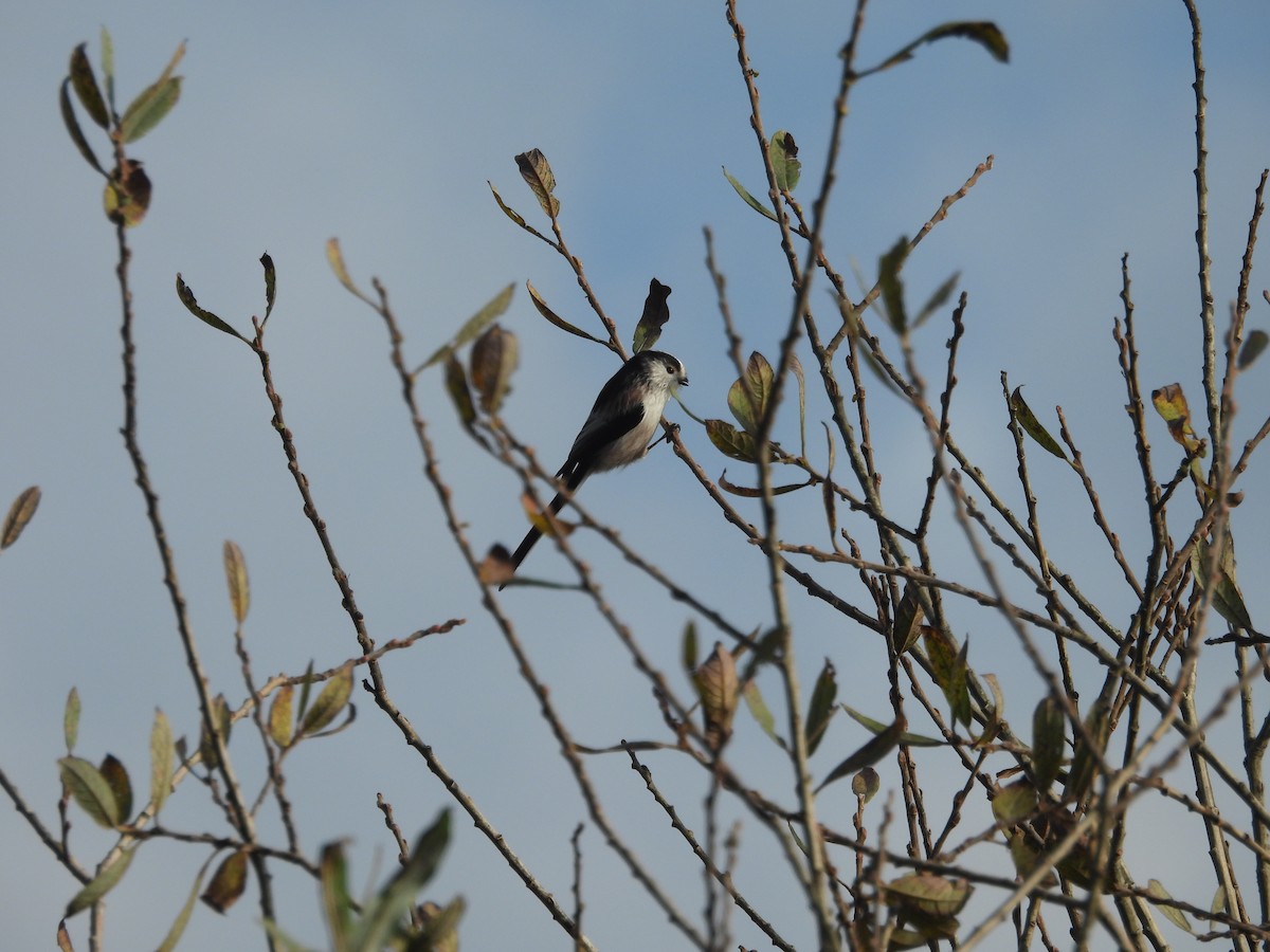 Long-tailed Tit - ML610989913