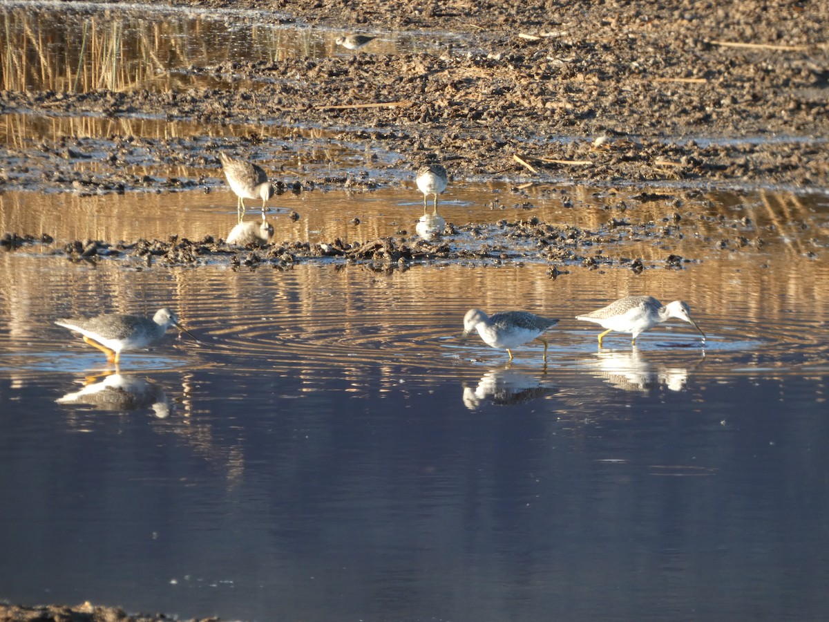 Greater Yellowlegs - ML610989919