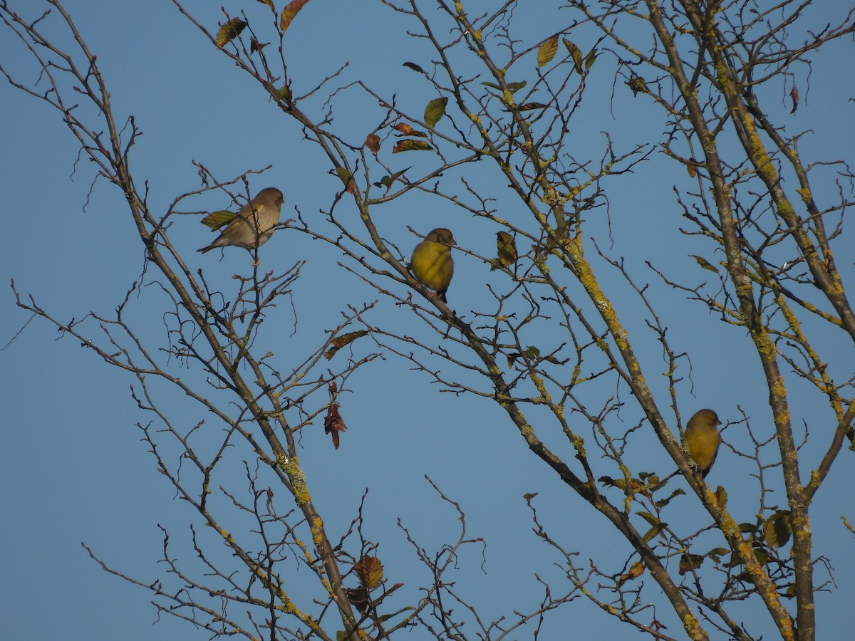 European Greenfinch - Miroslav Repar