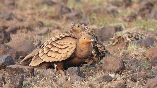 Chestnut-bellied Sandgrouse - ML610990036