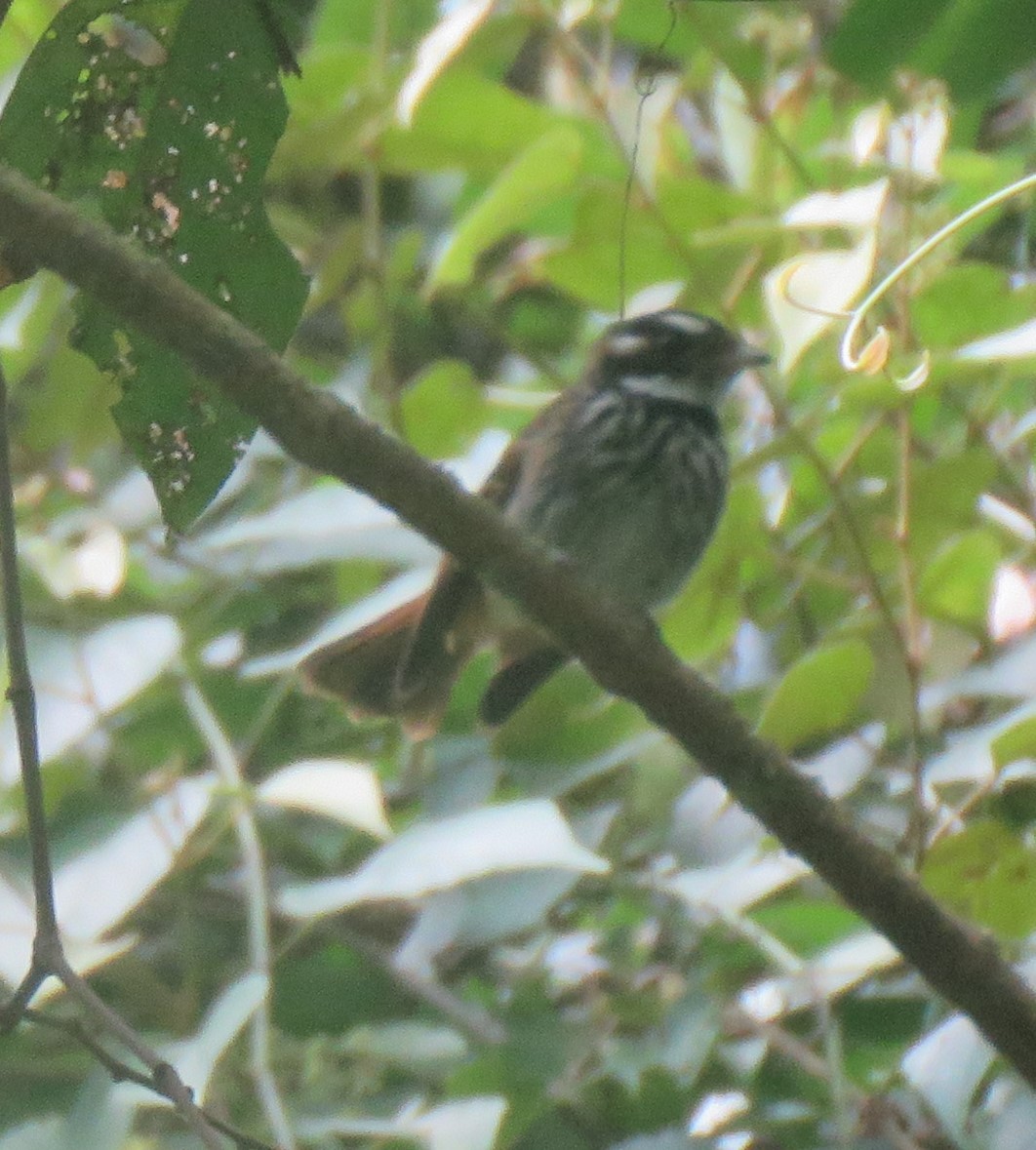 Streak-breasted Fantail - ML610990059