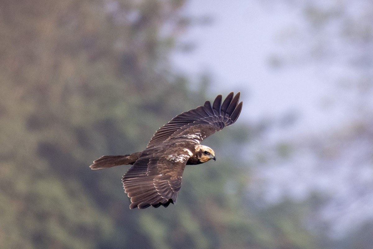 Western Marsh Harrier - ML610990248