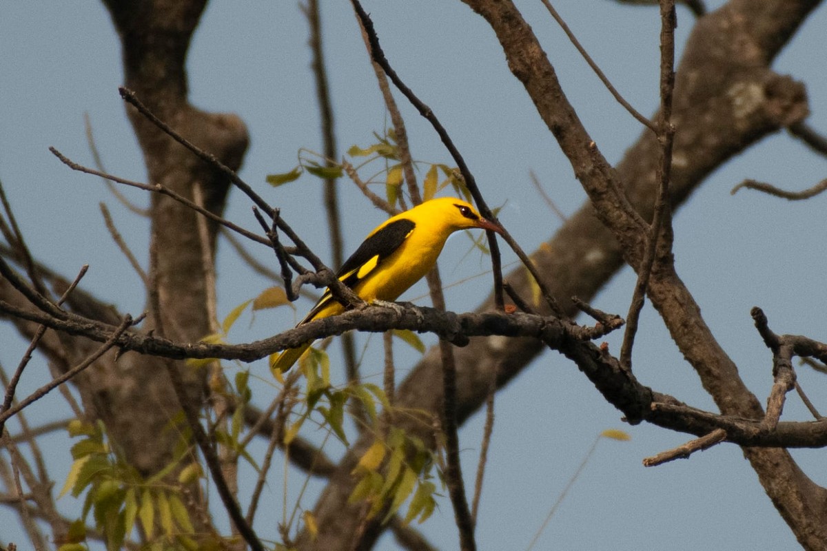 Indian Golden Oriole - ML610990254