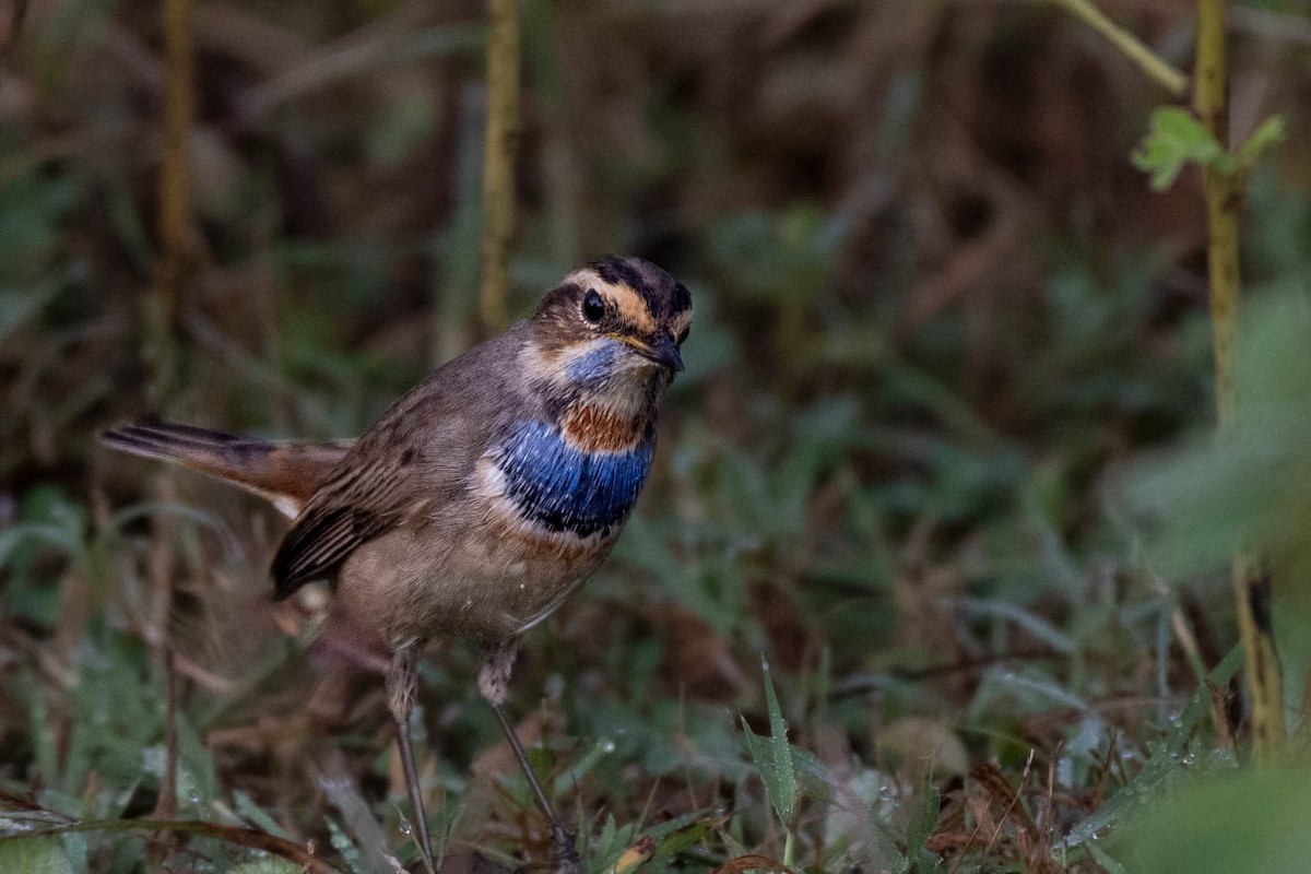 Bluethroat - ML610990259