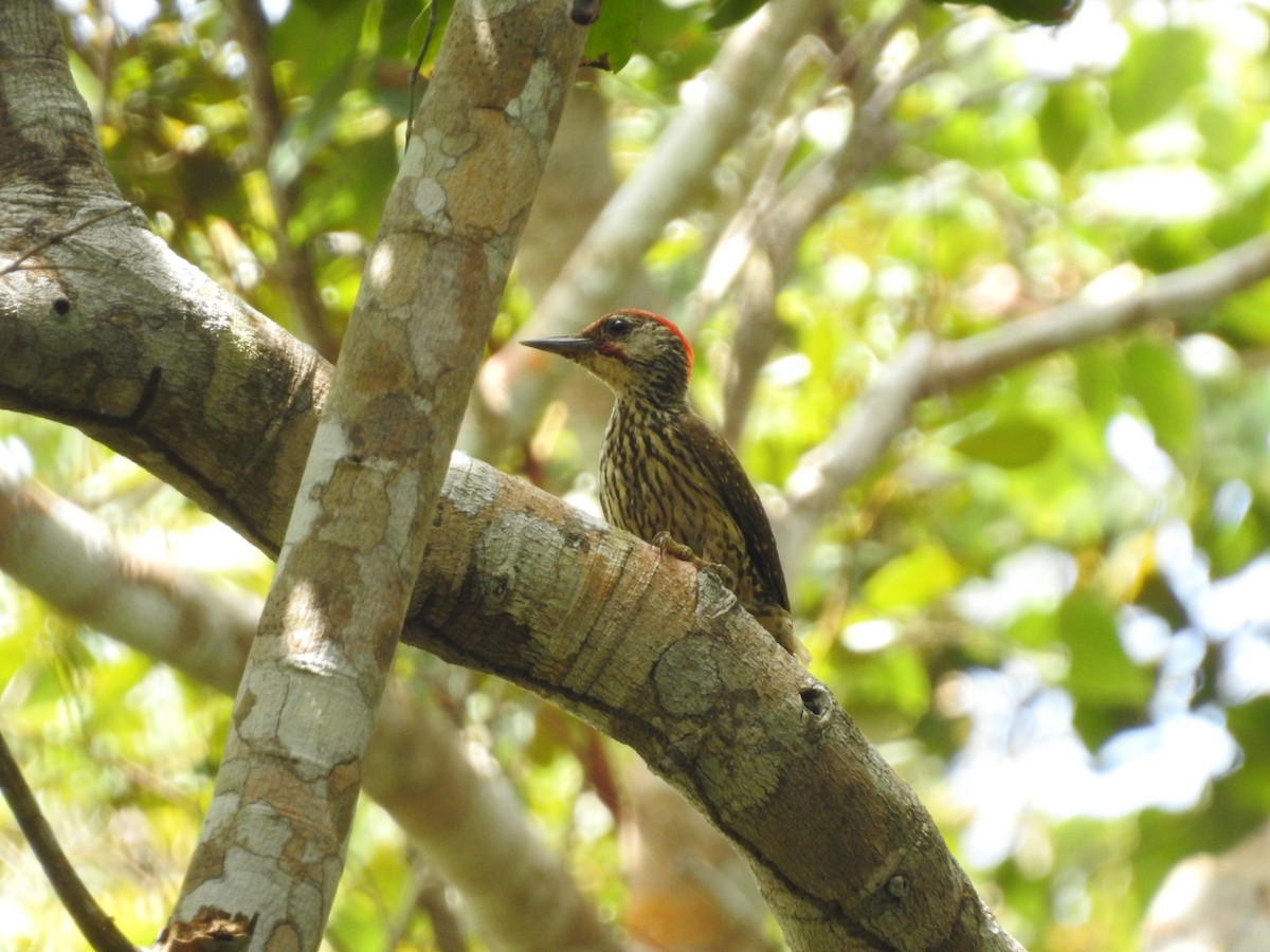 Mombasa Woodpecker - Ashwin Viswanathan