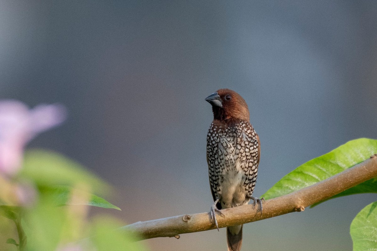 Scaly-breasted Munia - ML610990265