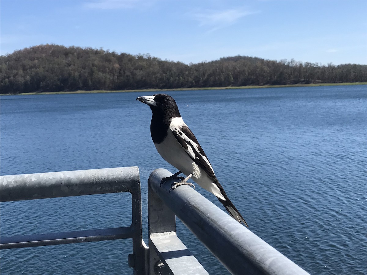 Pied Butcherbird - ML610990266