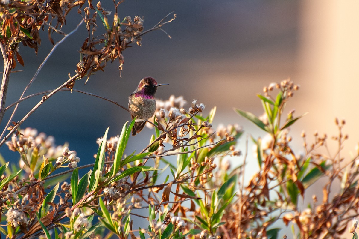Anna's Hummingbird - Brent Reed