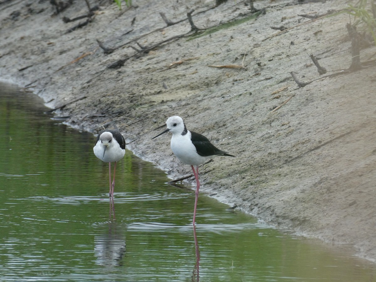 Pied Stilt - ML610990450