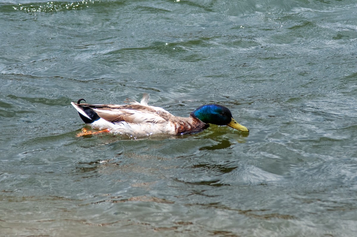 Canard colvert - ML610990481