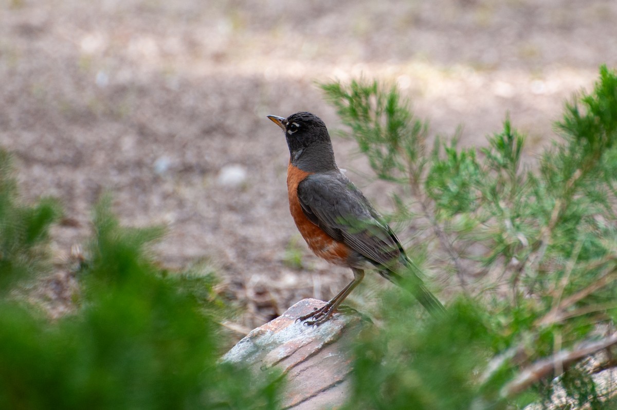 American Robin - ML610990484