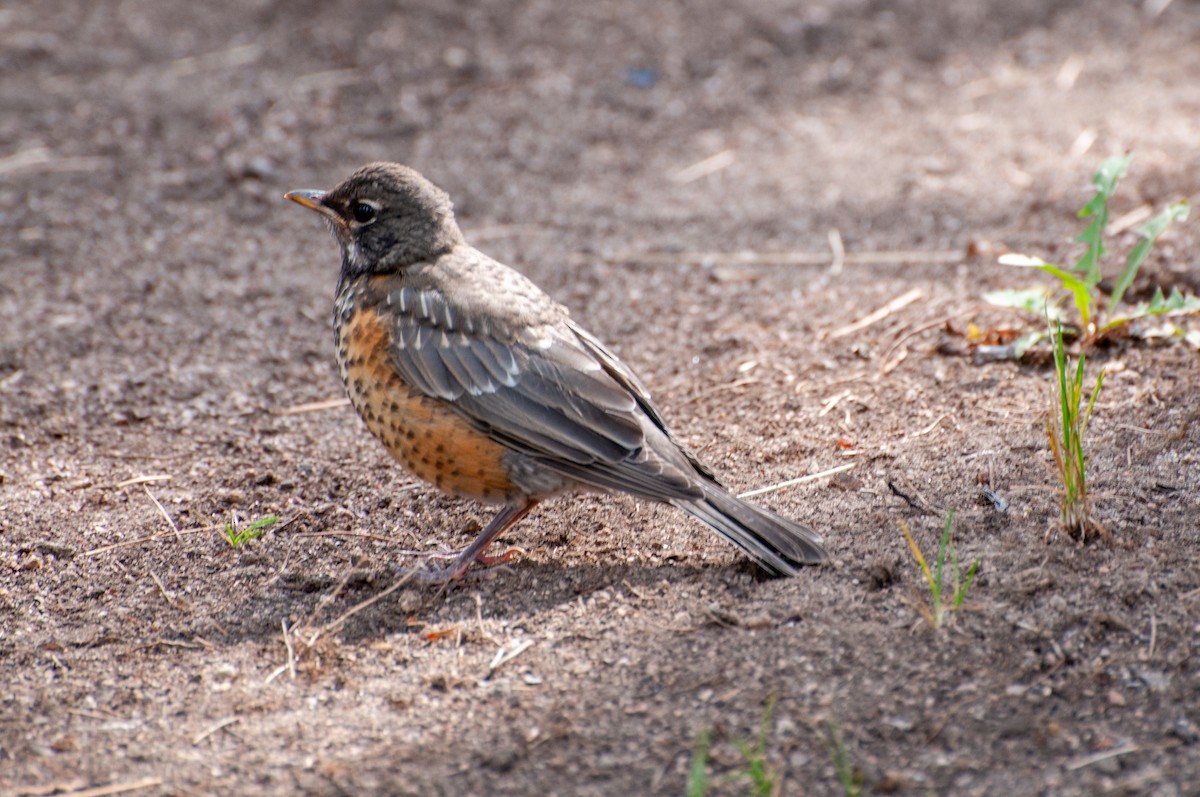 American Robin - Brent Reed