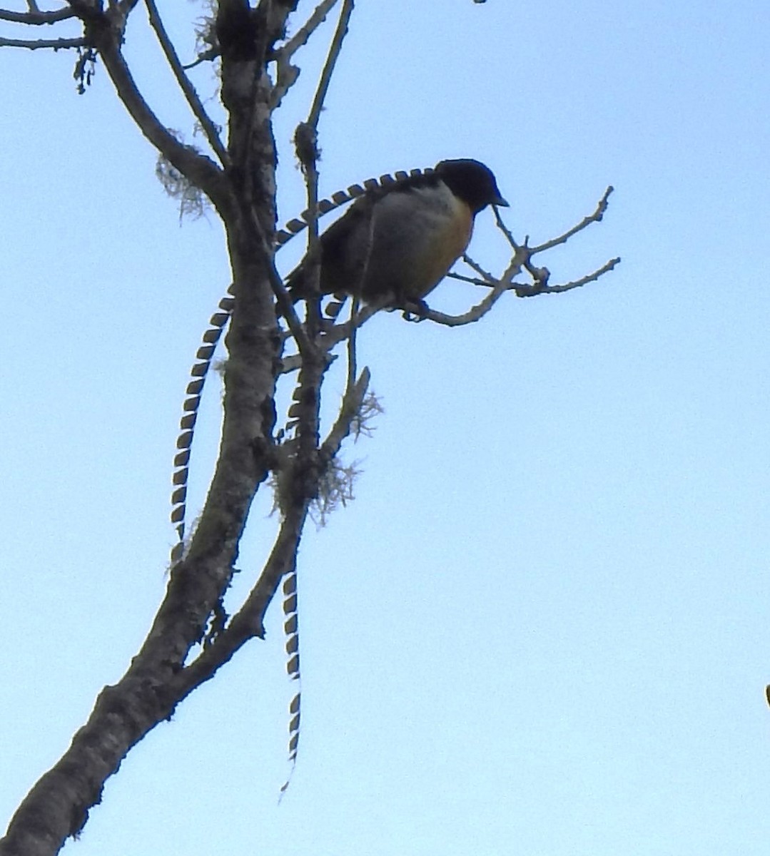 Wimpelträger-Paradiesvogel - ML610990519