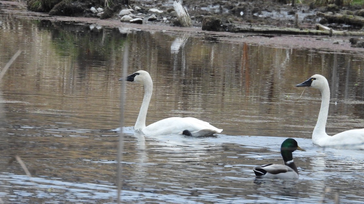 Tundra Swan - Tim Forrester