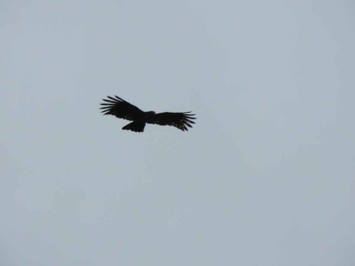 Long-tailed Honey-buzzard - ML610990552