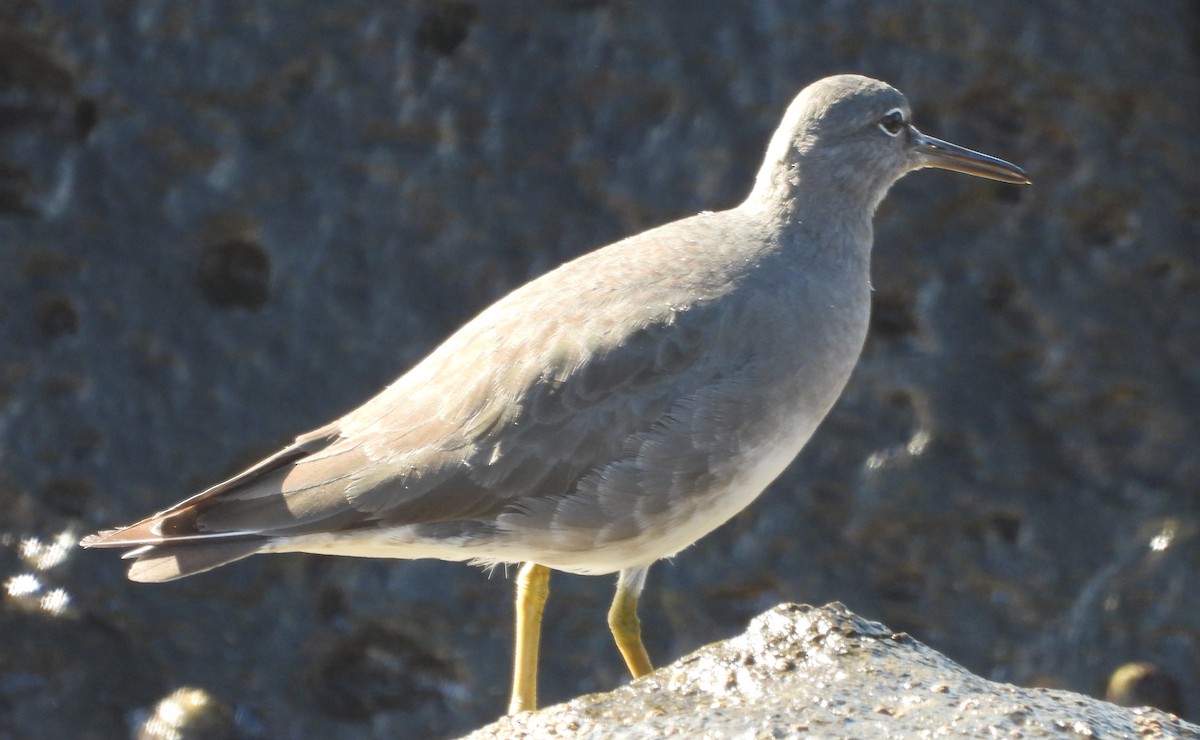 Wandering Tattler - ML610990664