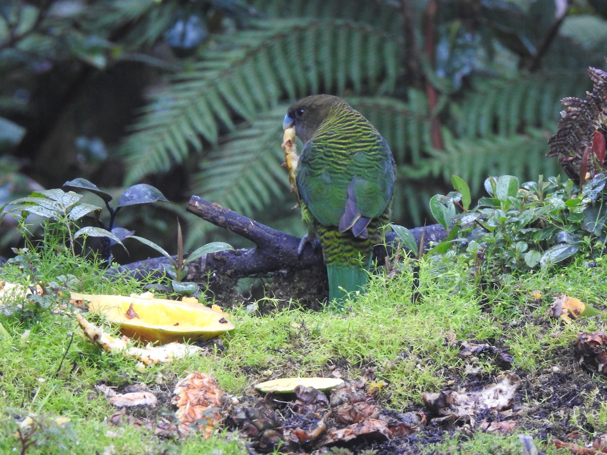 Brehm's Tiger-Parrot - ML610990724