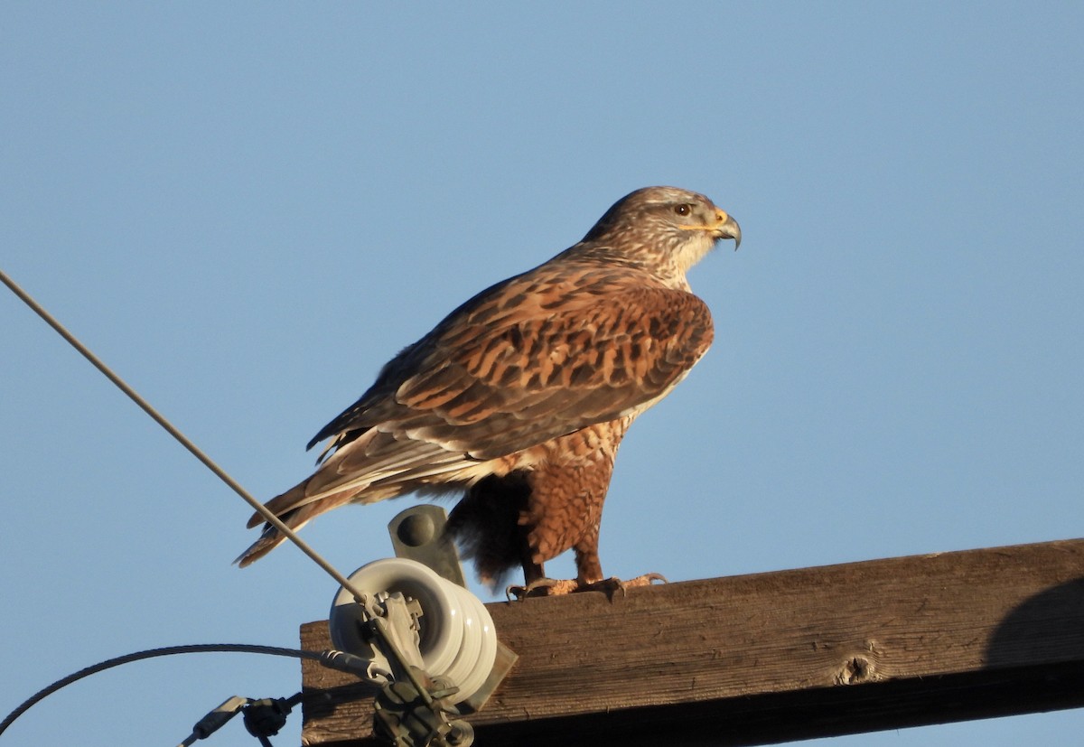 Ferruginous Hawk - Kay Zagst