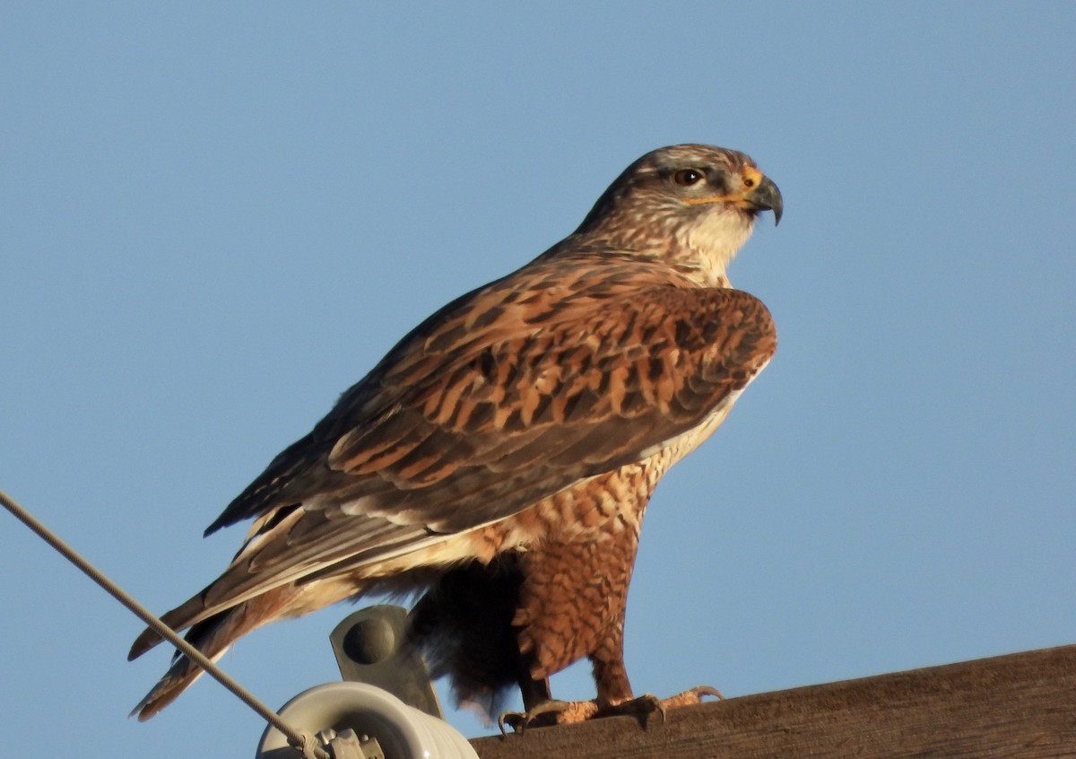 Ferruginous Hawk - Kay Zagst