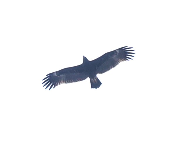 Greater Spotted Eagle - Vish M